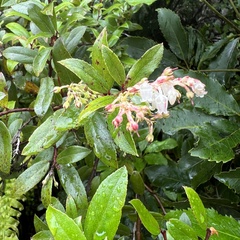 Gaultheria paniculata