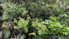 Gaultheria paniculata