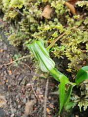 Pterostylis