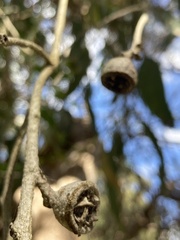 Eucalyptus cosmophylla