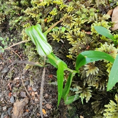 Pterostylis