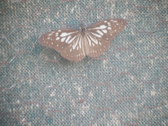 Ideopsis juventa