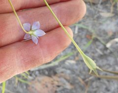 Wahlenbergia gymnoclada