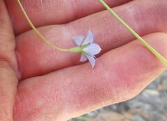Wahlenbergia gymnoclada