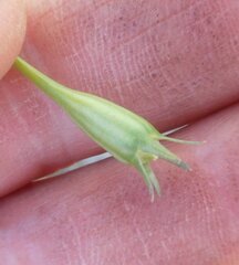 Wahlenbergia gymnoclada