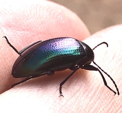 Chalcopteroides