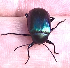 Chalcopteroides
