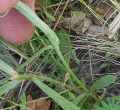 Wahlenbergia gymnoclada