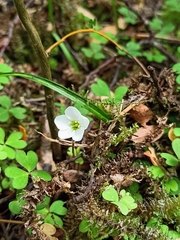 Oxalis magellanica