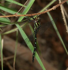 Austroaeschna pulchra