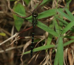 Austroaeschna pulchra