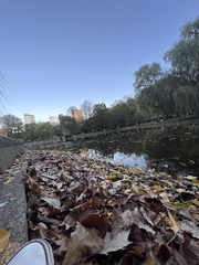Platanus occidentalis