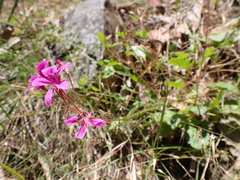 Pelargonium rodneyanum