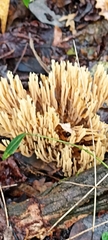 Ramaria stricta