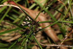 Cyperus tetraphyllus