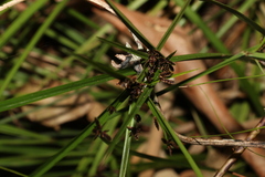 Cyperus tetraphyllus