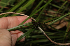 Cyperus tetraphyllus