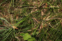Cyperus tetraphyllus