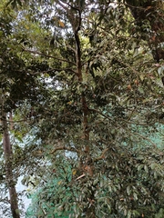 Cryptocarya chinensis