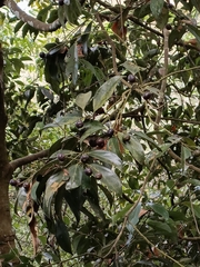 Cryptocarya chinensis