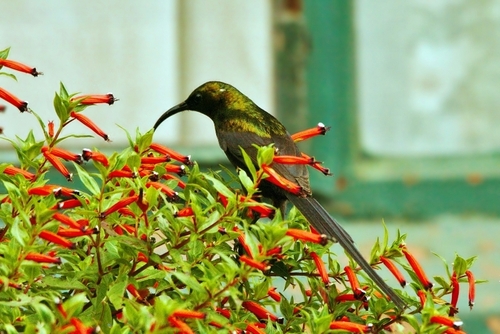 Bronze Sunbird (Nectarinia kilimensis), photo 5