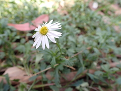 Brachyscome salkiniae