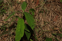 Ficus fraseri