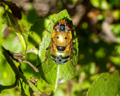 Austalis pulchella