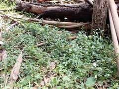 Brachyscome salkiniae