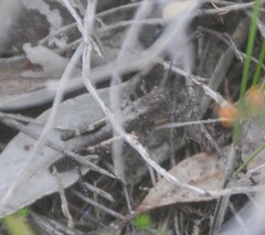 Cirphula pyrrhocnemis