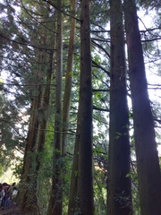 Cryptomeria japonica