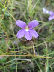 Scaevola ramosissima