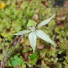 Adenochilus gracilis