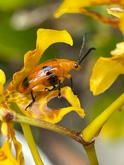 Stethopachys formosa