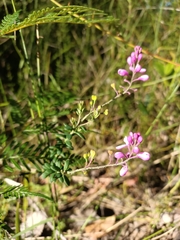 Comesperma ericinum