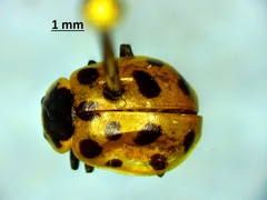 Hippodamia tredecimpunctata tibialis