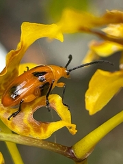 Stethopachys formosa