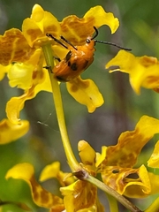 Stethopachys formosa