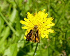 Ocybadistes walkeri sothis