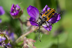 Brachyta interrogationis