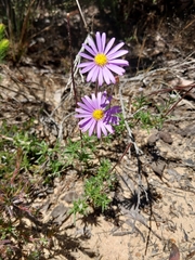 Olearia ciliata