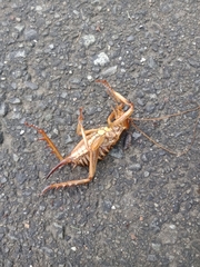 Hemideina crassidens