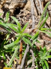 Olearia ciliata
