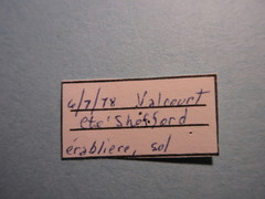 Hippodamia tredecimpunctata tibialis