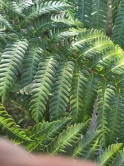 Cyathea cooperi