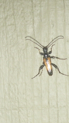 Strangalepta abbreviata