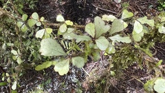 Elaeocarpus hookerianus