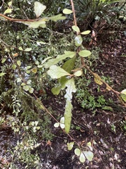 Elaeocarpus hookerianus