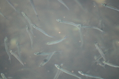 Atherinops affinis