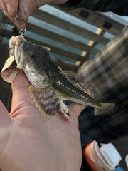 Leptocottus armatus